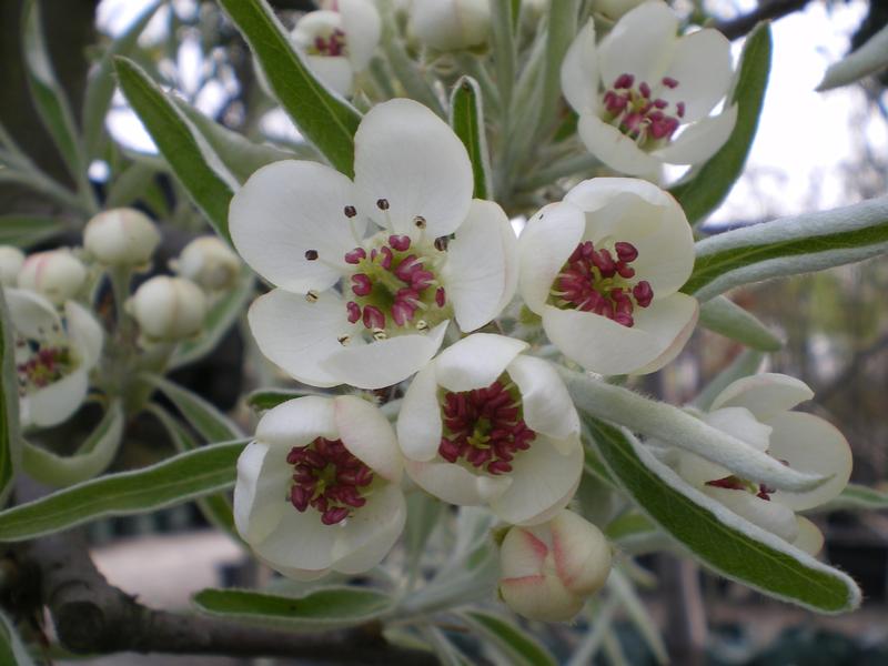 provender-factsheet-Pyrus salicifolia 'Pendula'