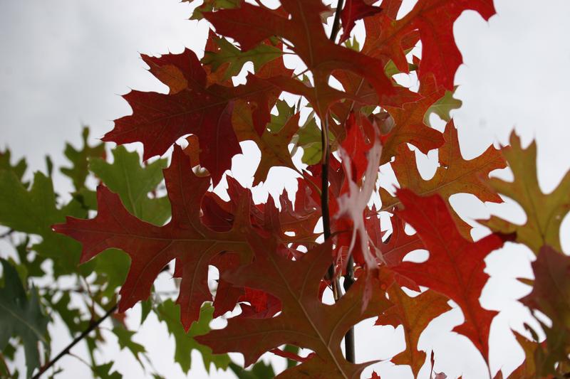 provender-factsheet-Quercus coccinea