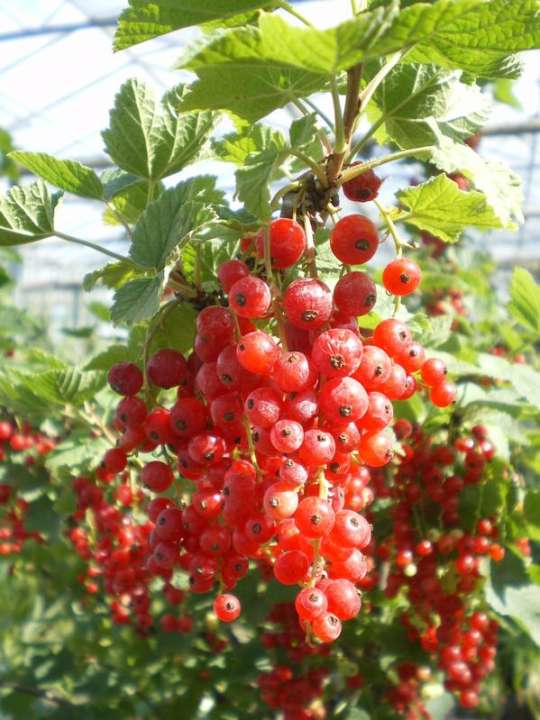 provender-product