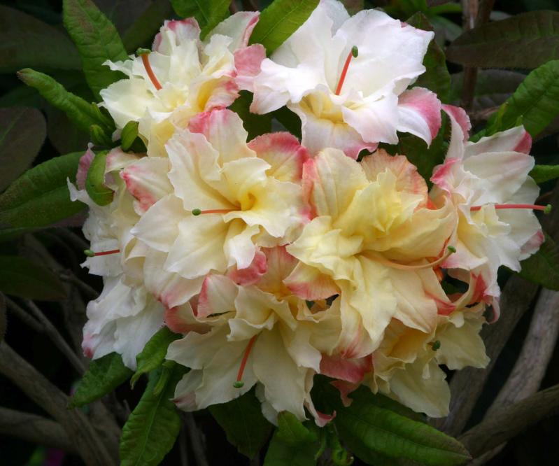 provender-product