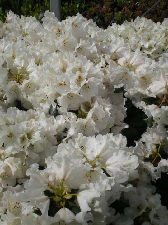 provender-product