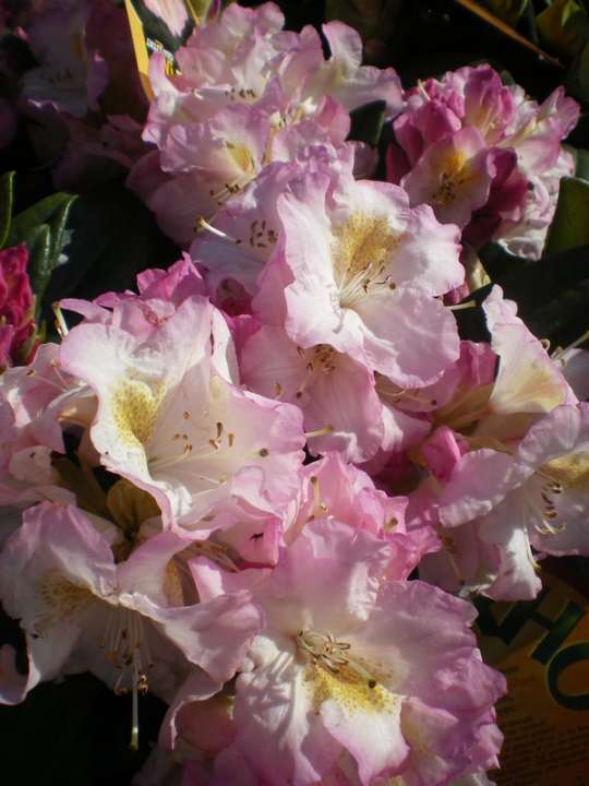 provender-product
