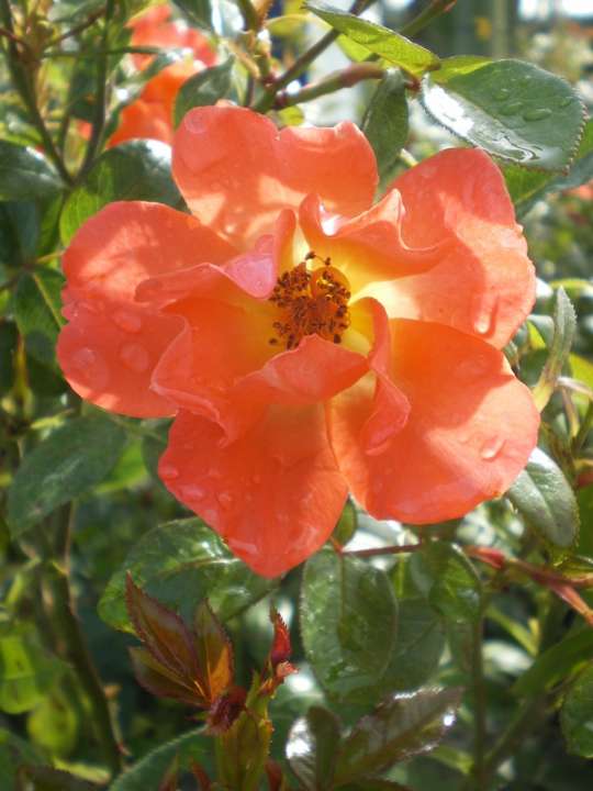 provender-product