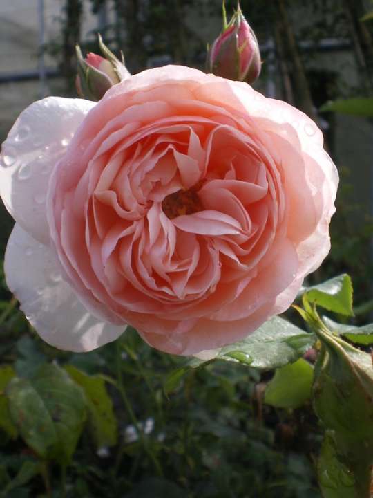 provender-product