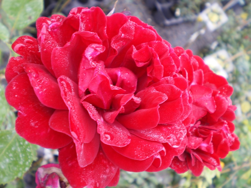 provender-product