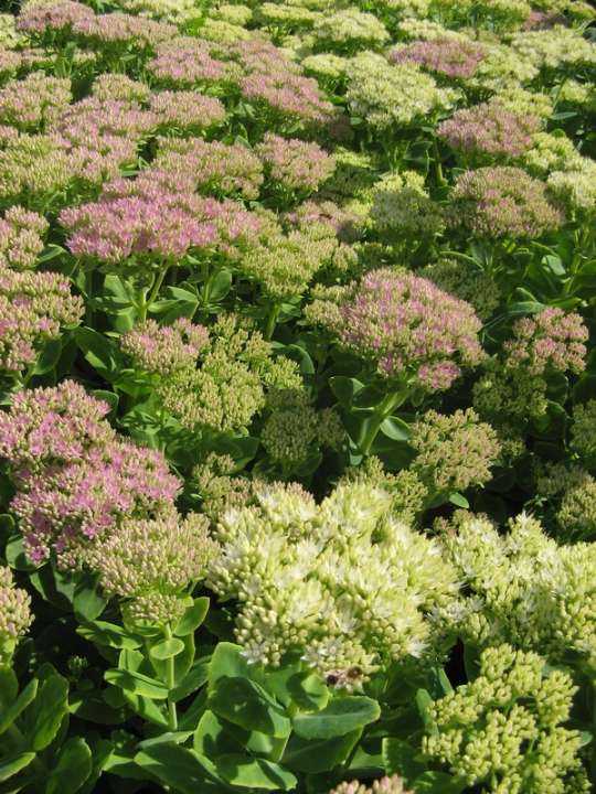 provender-product