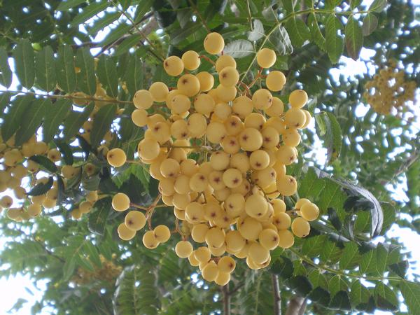 provender-factsheet-Sorbus ‘Jospeh Rock’
