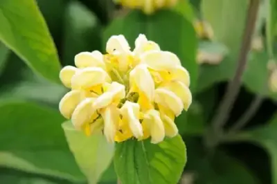 PHLOMIS russeliana