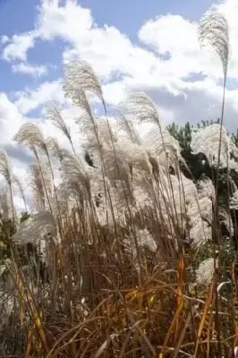 MISCANTHUS sinensis 'Flamingo' - image 1