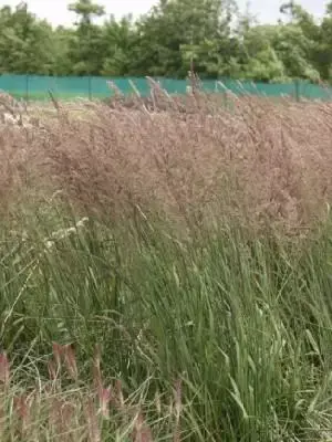 CALAMAGROSTIS x acutiflora 'Karl Foerster' - image 1