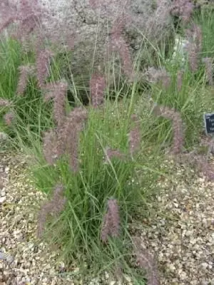 PENNISETUM orientale 'Karley Rose'