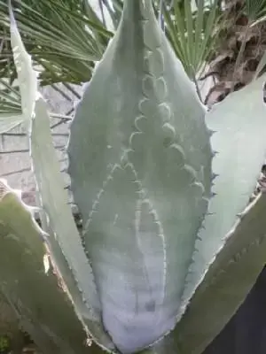 AGAVE salmiana var. ferox