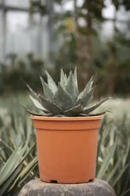 AGAVE havardiana - image 4