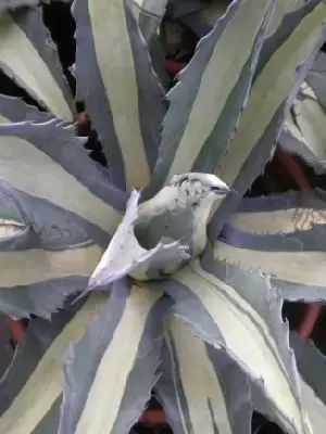 AGAVE americana 'Mediopicta' - image 2