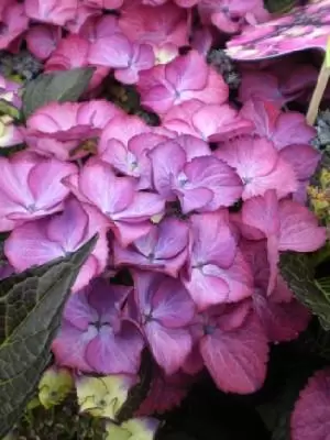 HYDRANGEA macrophylla 'Dark Angel Purple'