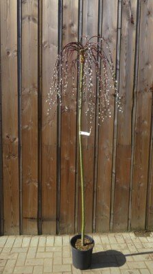 SALIX caprea 'Kilmarnock' - image 2