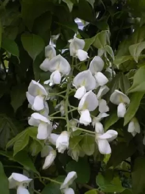 WISTERIA brachybotrys 'Shiro-kapitan' - Provender Nurseries - Wholesale  Nursery in Swanley, Kent
