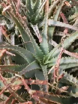 ALOE x spinosissima