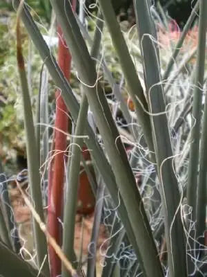 HESPERALOE parviflora