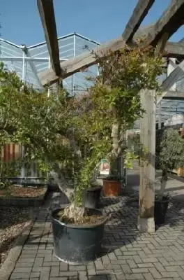 PUNICA granatum (Pomegranate) - image 1