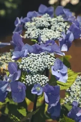 HYDRANGEA macrophylla 'Zorro Blue' - image 1