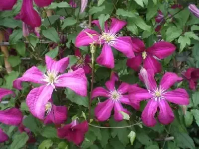 CLEMATIS 'Madame Julia Correvon'
