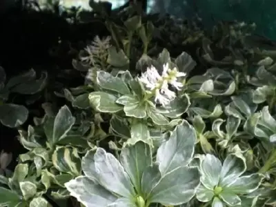 PACHYSANDRA terminalis 'Variegata'