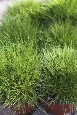 FESTUCA gautieri
