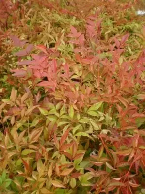 NANDINA domestica - image 1