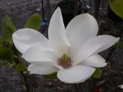 MAGNOLIA x soulangeana 'Alba Superba' - image 1