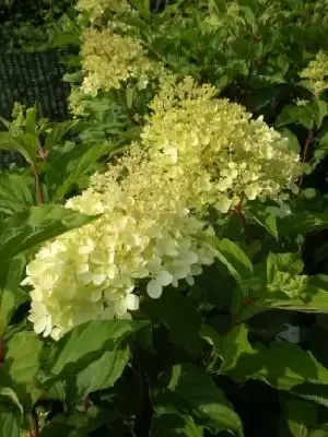 HYDRANGEA paniculata 'Phantom'