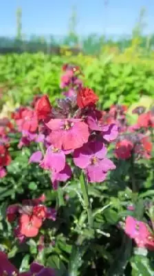 ERYSIMUM 'Red Jep'