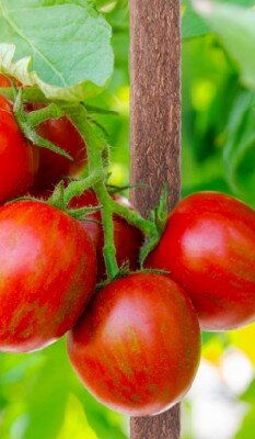 PE & Coco Fibre Coated Metal Plant Stakes- Brown