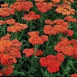 ACHILLEA 'Walther Funcke' - image 1