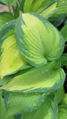 HOSTA 'June'