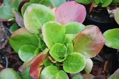 BERGENIA 'Baby Doll'