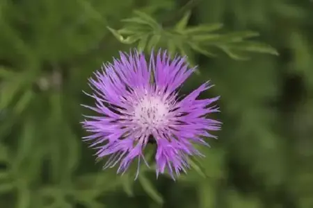 CENTAUREA dealbata