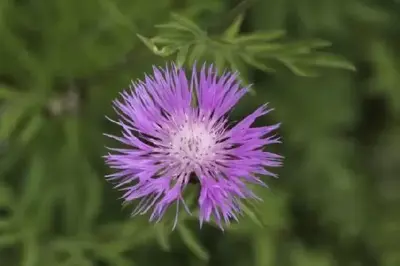 CENTAUREA dealbata