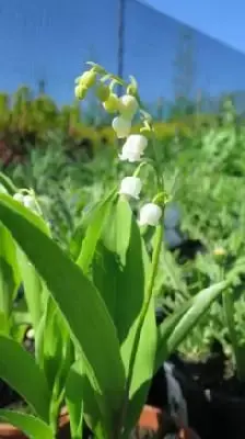 CONVALLARIA majalis - image 3