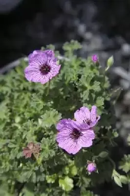GERANIUM cinereum 'Ballerina'
