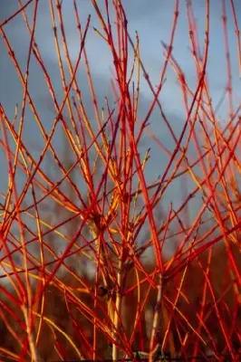 CORNUS sanguinea 'Magic Flame' - image 4