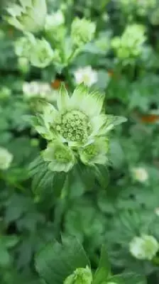 ASTRANTIA major 'Star of Billion' - image 1