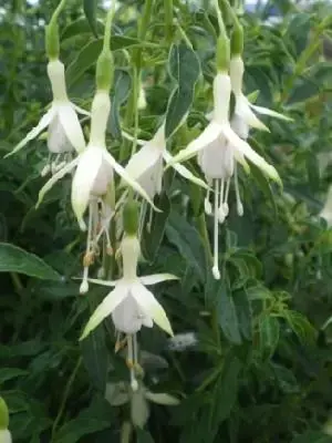 FUCHSIA 'Hawkeshead'
