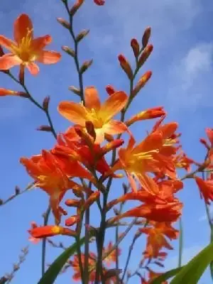 CROCOSMIA x crocosmiiflora 'Carmin Brilliant'