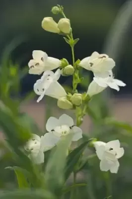 PENSTEMON 'White Bedder'