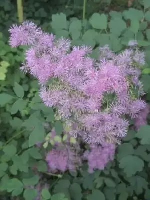 THALICTRUM aquilegifolium 'Thundercloud'
