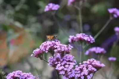 VERBENA bonariensis - image 1