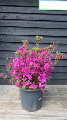 AZALEA 'Amoena'