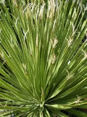 DASYLIRION serratifolium - image 3