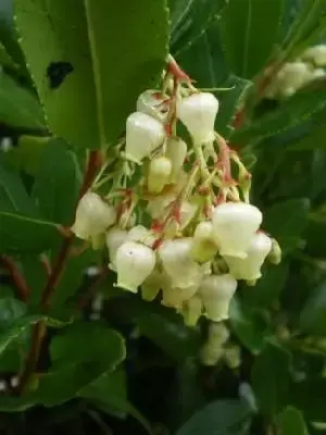 ARBUTUS unedo 'Atlantic'